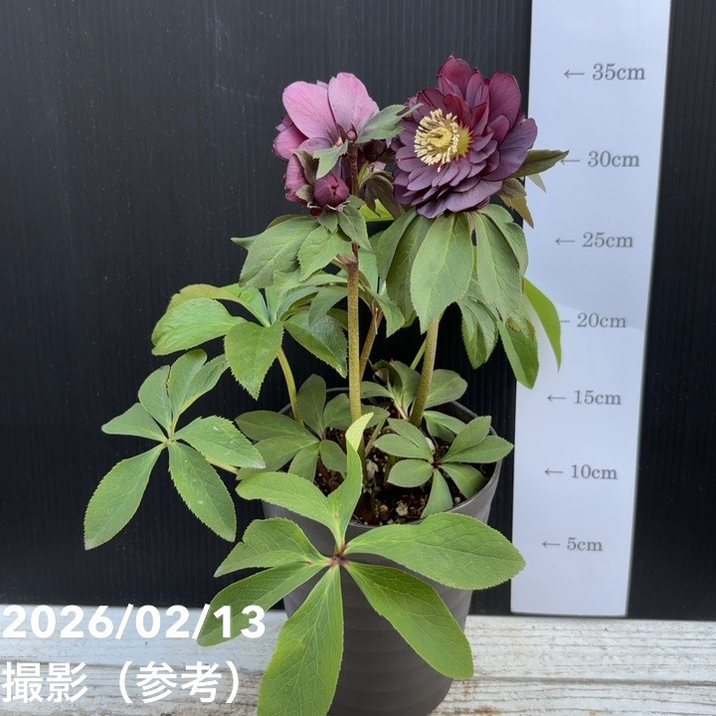 一点物】広瀬園芸 クリスマスローズ 4.5号（HR22）｜山野04-PA | 草花